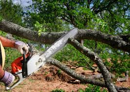 How Our Tree Care Process Works  in  Big Spring, TX