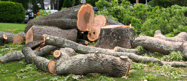 Reliable Big Spring, TX Tree Removal Services Solutions