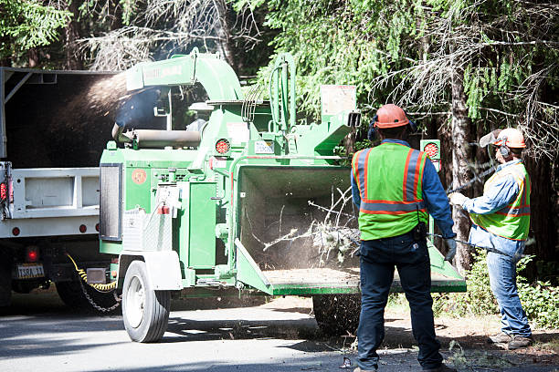 Best Weed Control  in Big Spring, TX