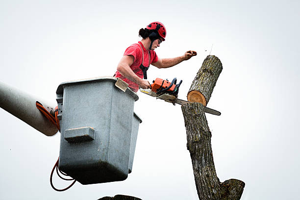 Best Seasonal Cleanup (Spring/Fall)  in Big Spring, TX